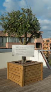 Este olivo se encuentra en nuestra oficina de Médicos Sin Fronteras en Barcelona. Está dedicado "A todas las personas que arriesgan su vida para ofrecer ayuda a quien más la necesita. A quienes la han perdido en esta labor. A María, Tedros y Yohannes.