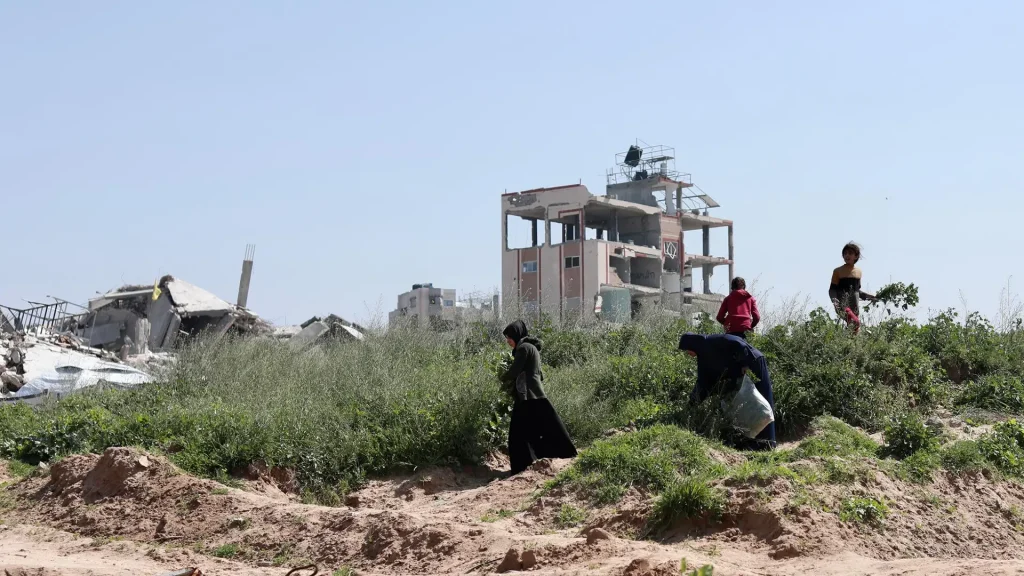 Una familia palestina recoge una planta silvestre para alimentarse en Beit Lahia. Gaza, Palestina, febrero de 2025.