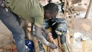 Un minero artesanal supervisa de cerca el proceso de separación del oro utilizando equipos básicos y métodos sencillos para extraer el oro del mineral triturado.