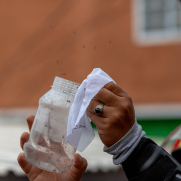 Médicos Sin Fronteras concluye con éxito las liberaciones de mosquitos con Wolbachia en Tegucigalpa, Honduras