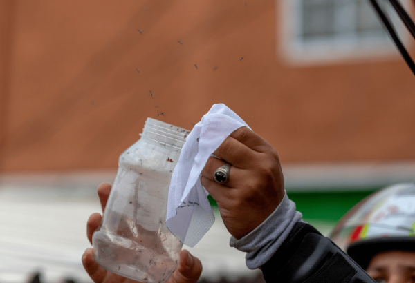 Médicos Sin Fronteras concluye con éxito las liberaciones de mosquitos con Wolbachia en Tegucigalpa, Honduras