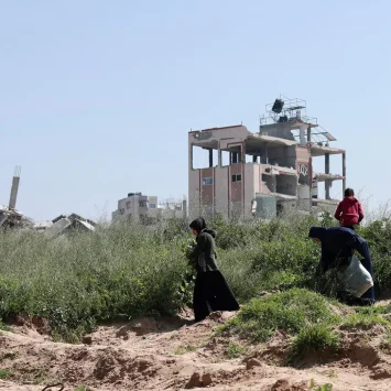 Una familia palestina recoge una planta silvestre para alimentarse en Beit Lahia. Gaza, Palestina, febrero de 2025.