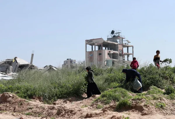 Una familia palestina recoge una planta silvestre para alimentarse en Beit Lahia. Gaza, Palestina, febrero de 2025.